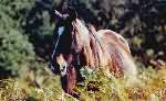 Un pottok, petit cheval du Pays Basque.